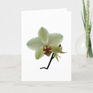 Weiße Orchidee Feiertagskarte