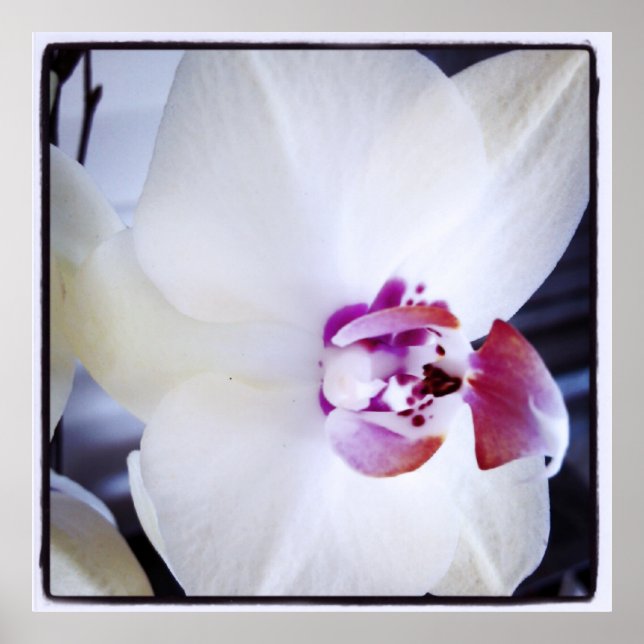 Weiße Orchidee mit rosa Foto Poster (Vorne)
