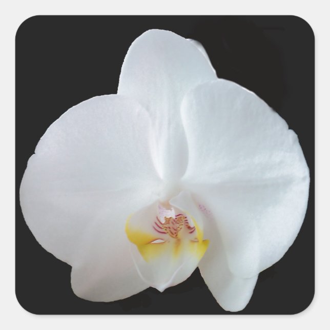 Weiße Orchidee mit schwarzem Hintergrund Quadratischer Aufkleber (Vorderseite)