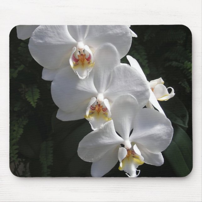 Weiße Orchidee Mousepad (Vorne)