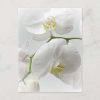 Weiße Orchidee Postkarte