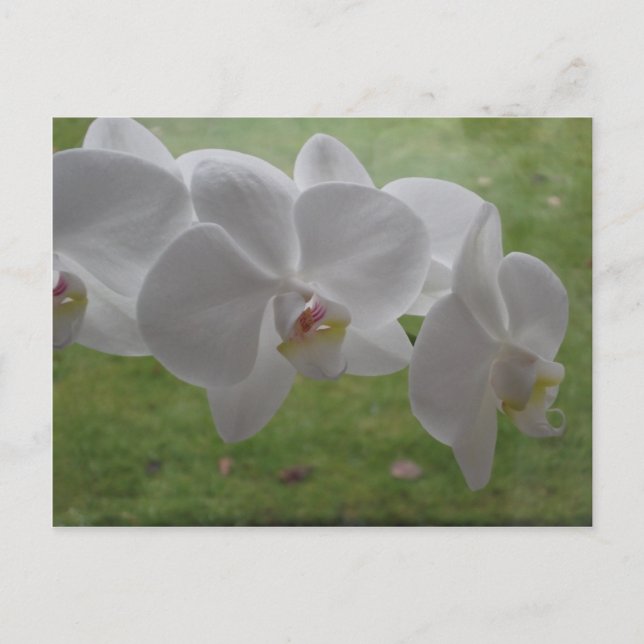 Weiße Orchidee Postkarte (Vorderseite)