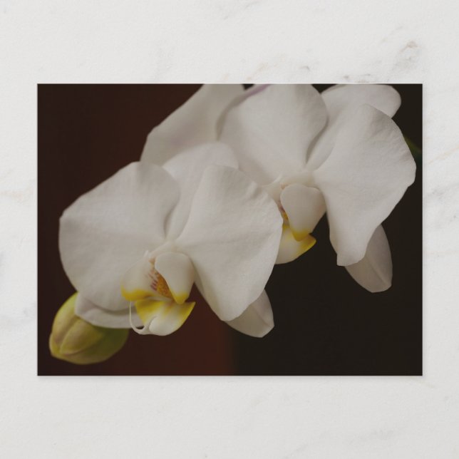 Weiße Orchidee Postkarte (Vorderseite)