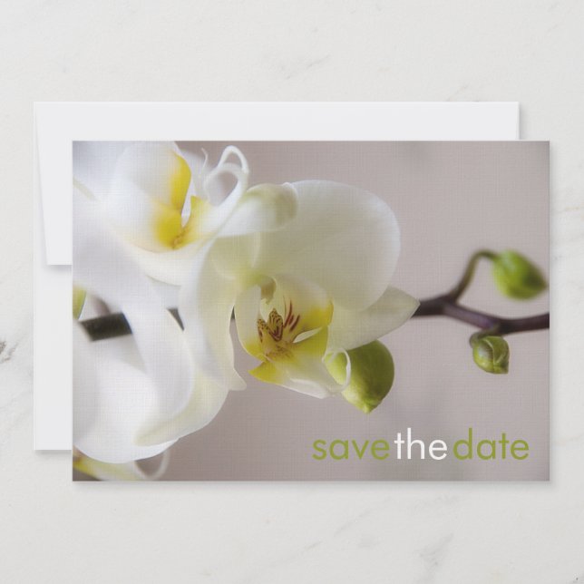 Weiße Orchidee ・ Save the Date Karte (Vorderseite)