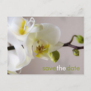 Weiße Orchidee Save the Date Postkarte