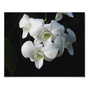 Weiße Orchideen 10" x 8" Foto-Druck Fotodruck