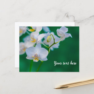 Weiße Orchideen auf Grün Postkarte