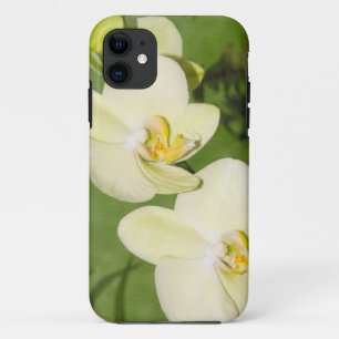 Weiße Orchideen auf grünem Hintergrund Case-Mate iPhone Hülle