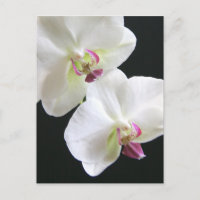 Weiße Orchideen auf schwarz
