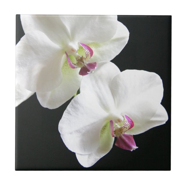 Weiße Orchideen auf Schwarzem Fliese (Vorderseite)