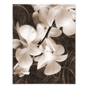 Weiße Orchideen-Blume Sepia Schwarzer Hintergrund Fotodruck