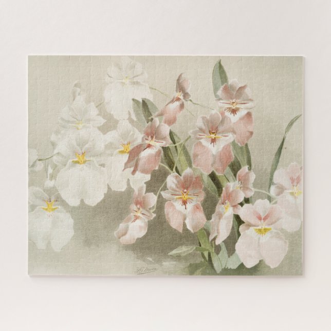 Weiße Orchideen Blume Vintag Alte Illustration (Horizontal)