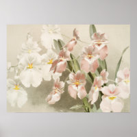 Weiße Orchideen Blume Vintag Alte Illustration