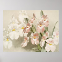 Weiße Orchideen Blume Vintag Alte Illustration