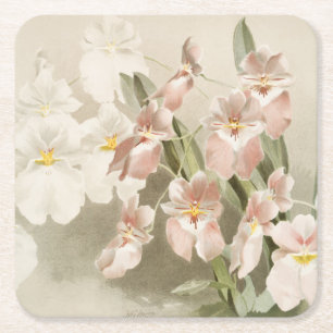 Weiße Orchideen Blume Vintag Alte Illustration Rechteckiger Pappuntersetzer