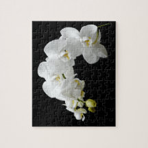 Weiße Orchideen-Blüte