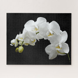 Weiße Orchideen-Blüte