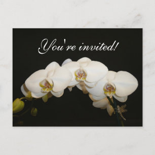 Weiße Orchideen Einladungspostkarte