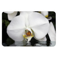 Weiße Orchideen in Wasser, flexibles Foto
