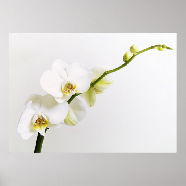 Weiße Orchideen Poster (Vorne)