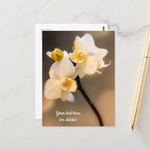 Weiße Orchideen-Postkarte Postkarte