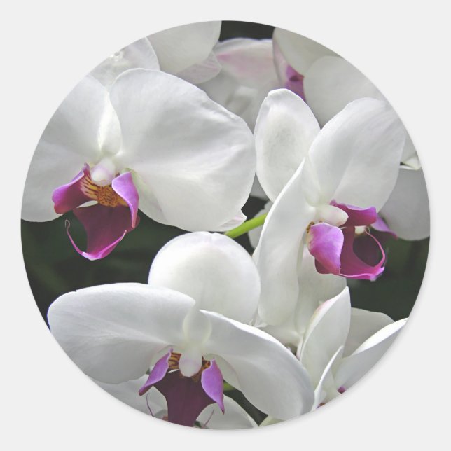 Weiße Orchideen Runder Aufkleber (Vorderseite)