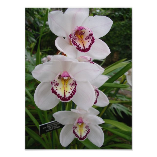 Weiße Orchideen Schöne tropische Blume Fotodruck (Vorne)
