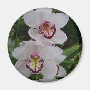 Weiße Orchideen Schöne tropische Blume Magnet