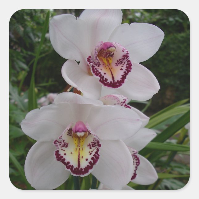 Weiße Orchideen Schöne tropische Blume Quadratischer Aufkleber (Vorderseite)