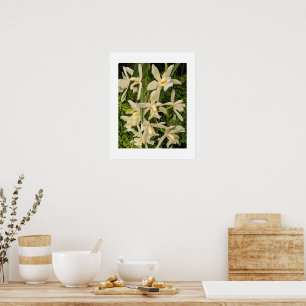 Weiße Orchideen und Farne Blumen Poster