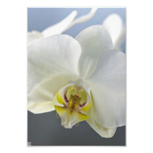 Weiße Orchideenblüte Fotodruck