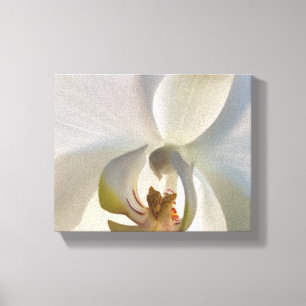 Weiße Orchideenblüte Leinwanddruck