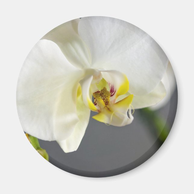 Weiße Orchideenblüte Magnet (Vorne)