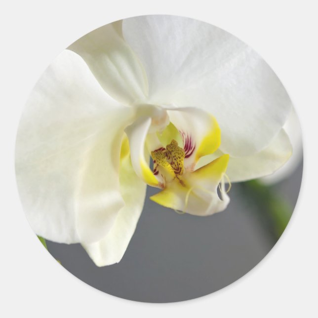 Weiße Orchideenblüte Runder Aufkleber (Vorderseite)