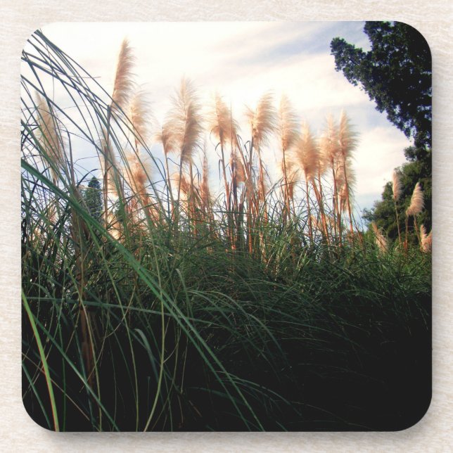 Weiße Pampas Gras Blüten, Untersetzer (Vorderseite)