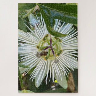 Weiße Passionsblume mit Biene, Oakland