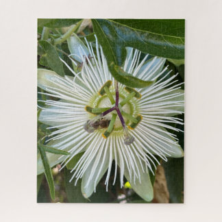 Weiße Passionsblume mit Biene, Oakland