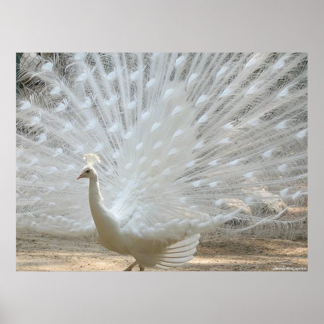 WEISSE PEACOCK POSTER (Vorne)
