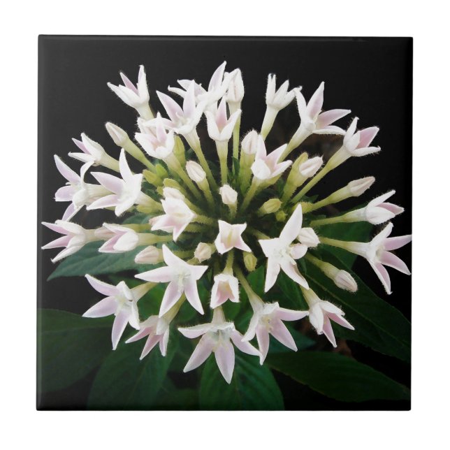Weiße Pentas Fliese (Vorderseite)