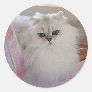 Weiße Perserkatze auf einem rosa Stuhl Runder Aufkleber