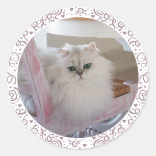 Weiße Perserkatze auf einem rosa Stuhl Runder Aufkleber