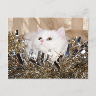 Weiße persische Katze Weihnachten