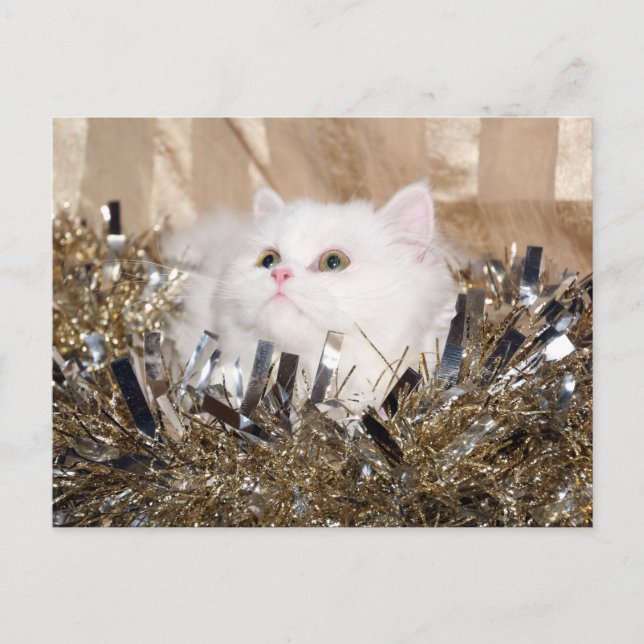 Weiße persische Katze Weihnachten (Vorderseite)