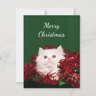Weiße persische Katze Weihnachten