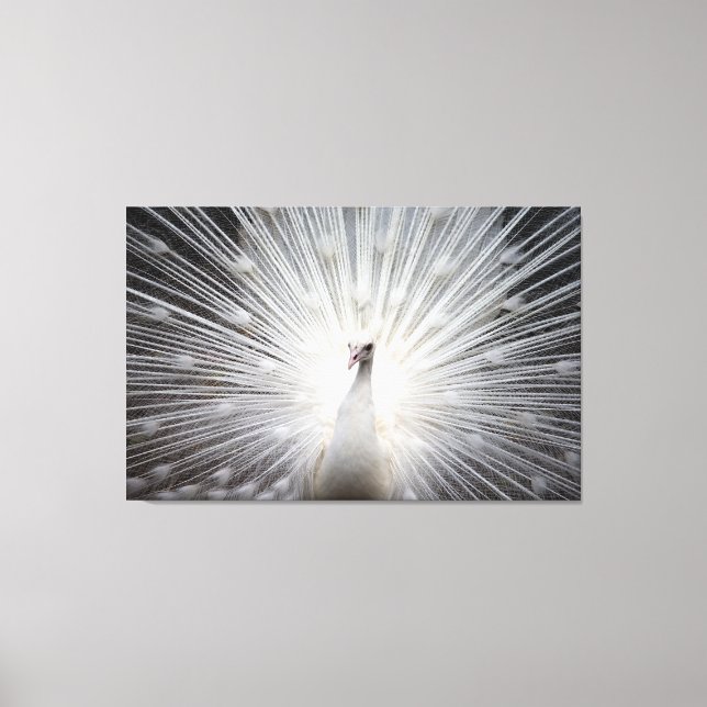 Weiße Pfaue auf Premium geflochtenen Canvas (Glanz Leinwanddruck (Vorderseite)