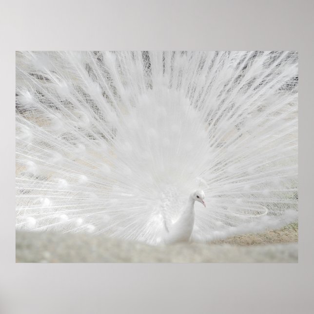 Weiße Pfaue, Phantastische Fotografie Poster (Vorne)