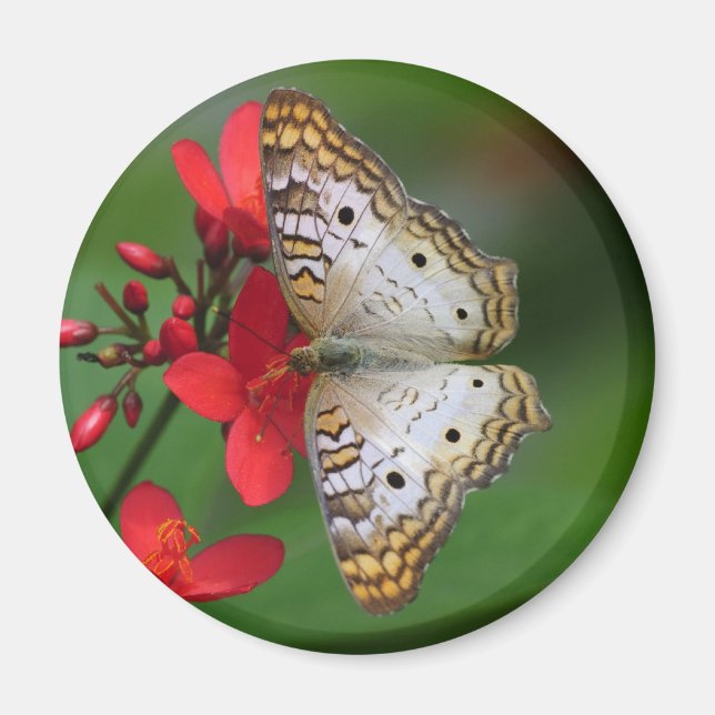 Weiße Pfauenschmetterlingsfotografie Magnet (Vorne)