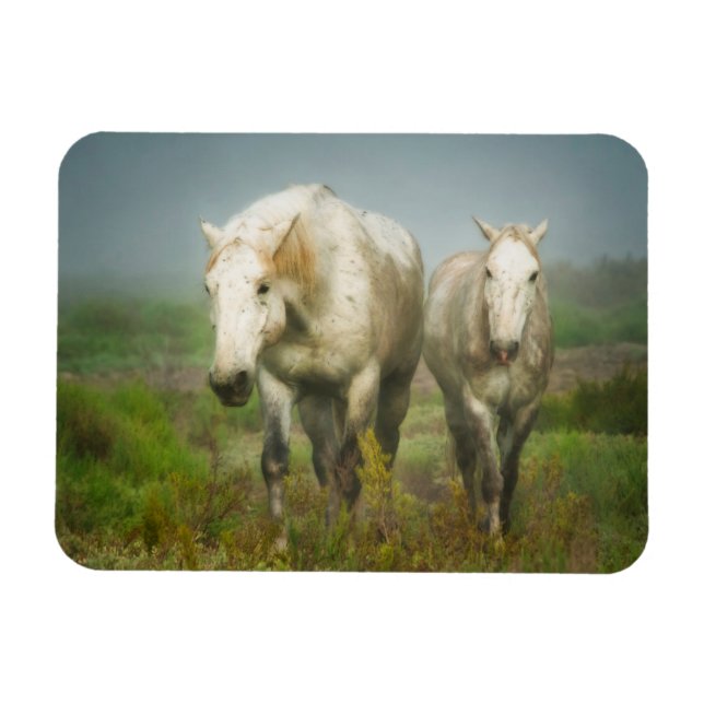 Weiße Pferde aus Camargue auf dem Feld Magnet (Horizontal)