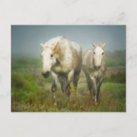 Weiße Pferde aus Camargue auf dem Feld