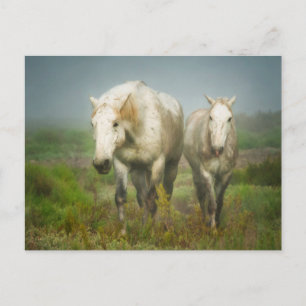 Weiße Pferde aus Camargue auf dem Feld Postkarte